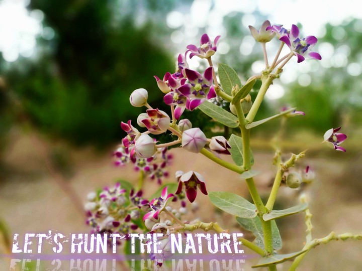 let's hunt the nature ?