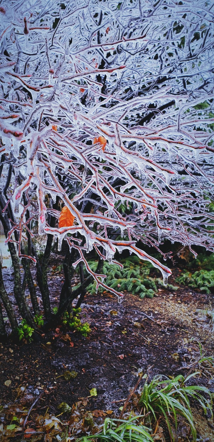 frozen