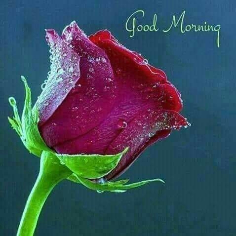 good morning