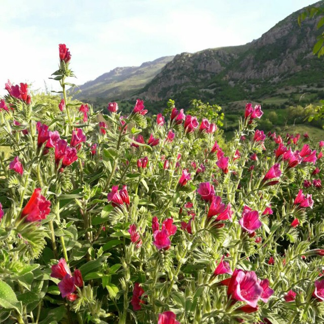 flower