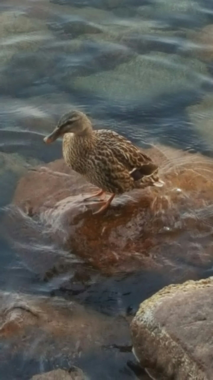 Duck