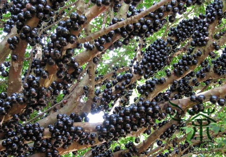 Brazilian Fruit