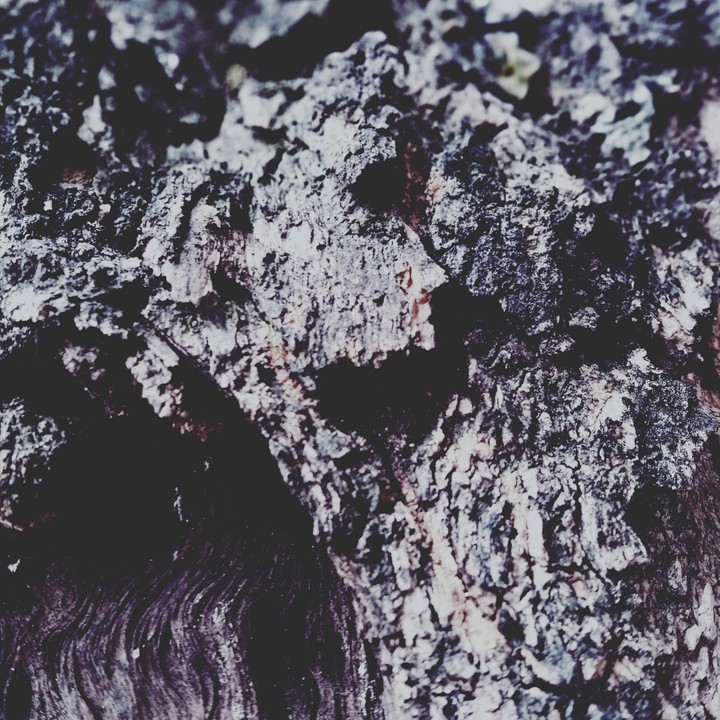 wood layer