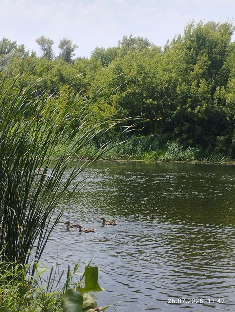 grasses, wetland wallpapers
