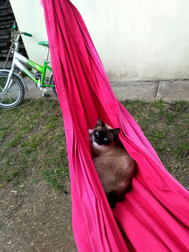 кошки