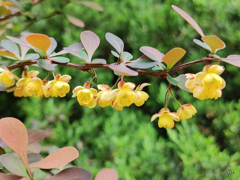 шпалери senna, plant