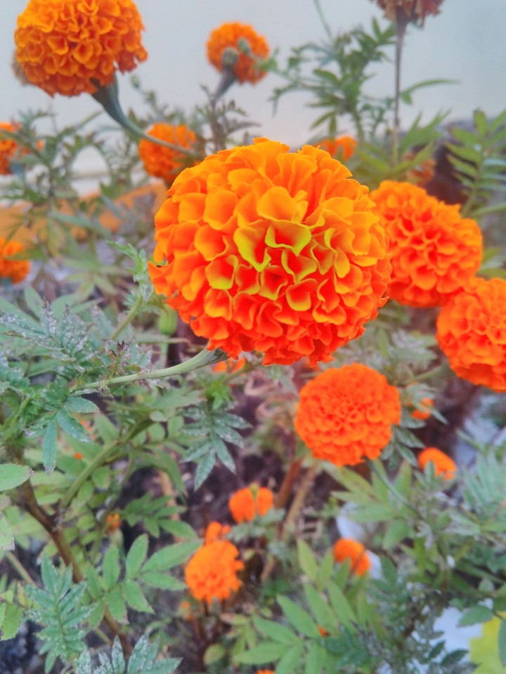 Marigold