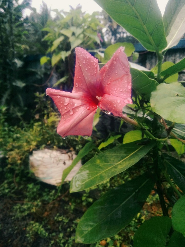 flower #3