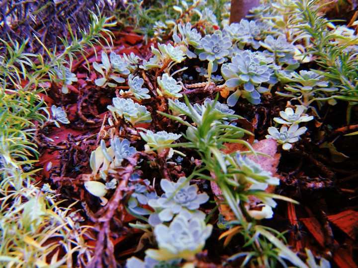 collection: autumn in my garden pt.2