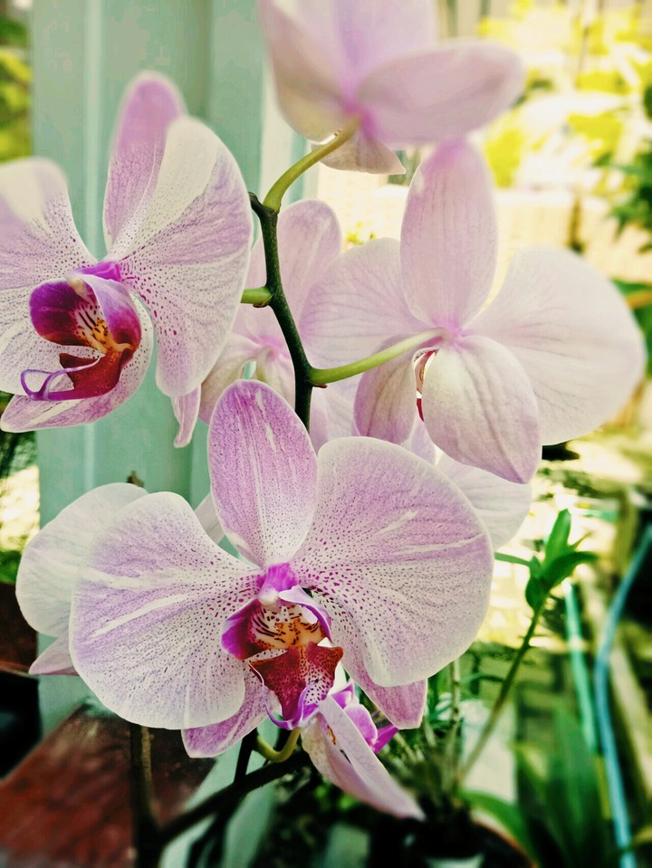 orchid