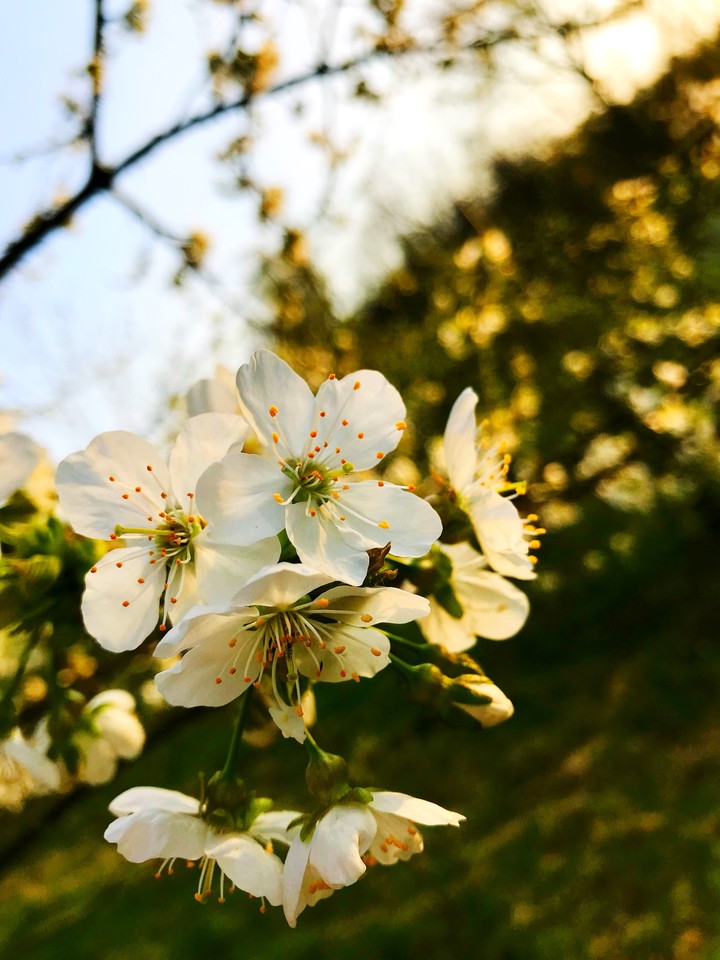 Kirschblüte