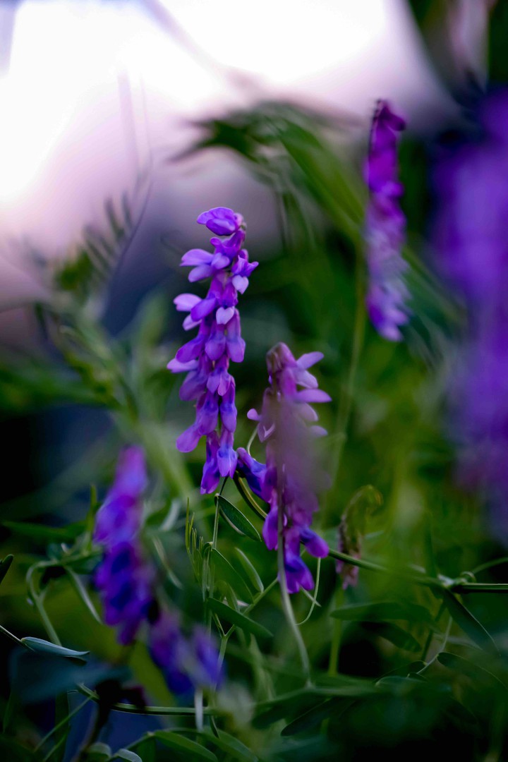 Purple flower