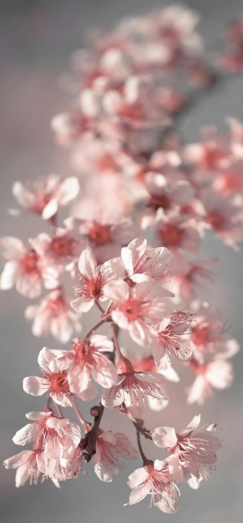 fonds d'écran wildflower, pink