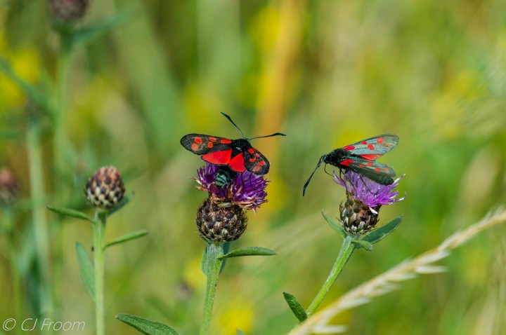 A couple of Six-spot Burnet Moth
