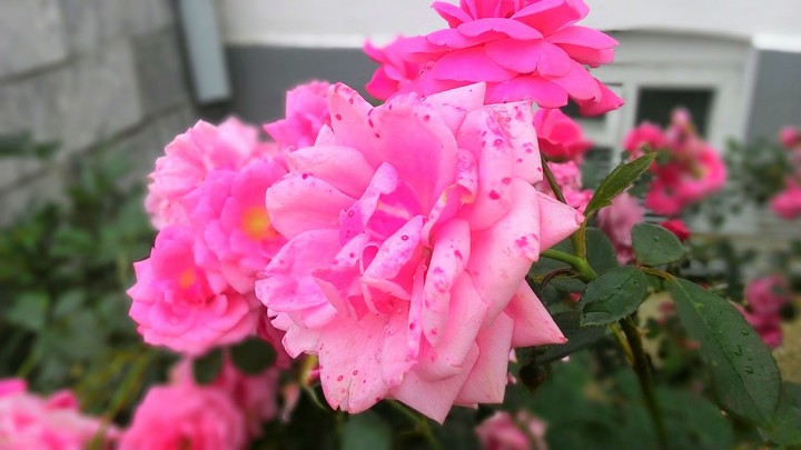 Rose