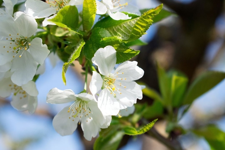 cherry blossom