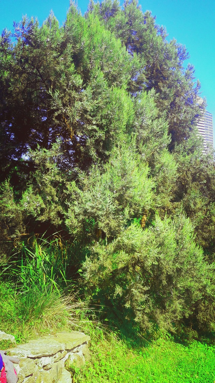 çam ağacı