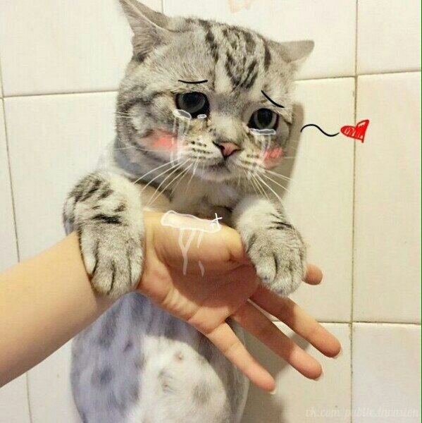 котя