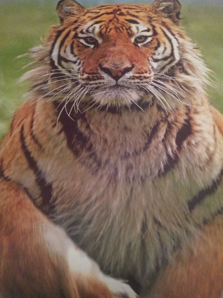 Tiger