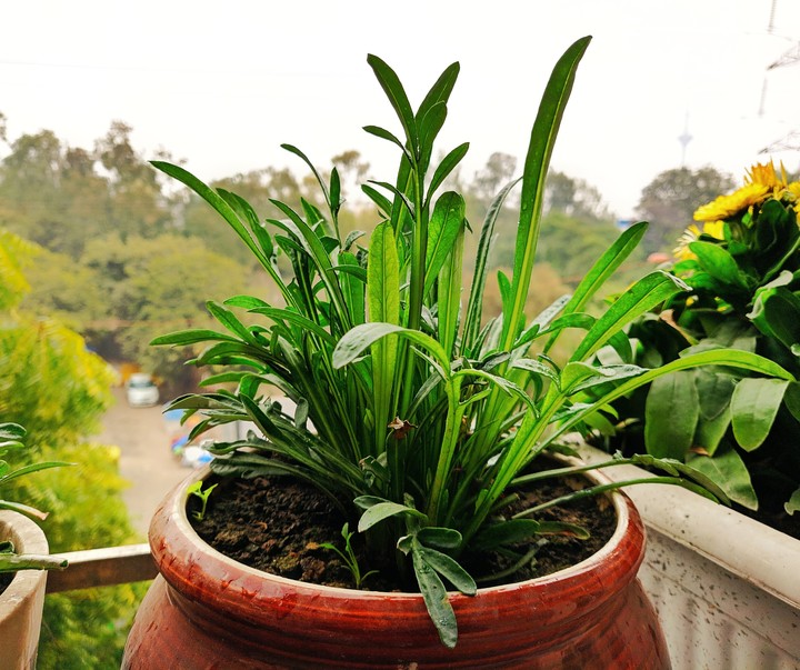 flower pot