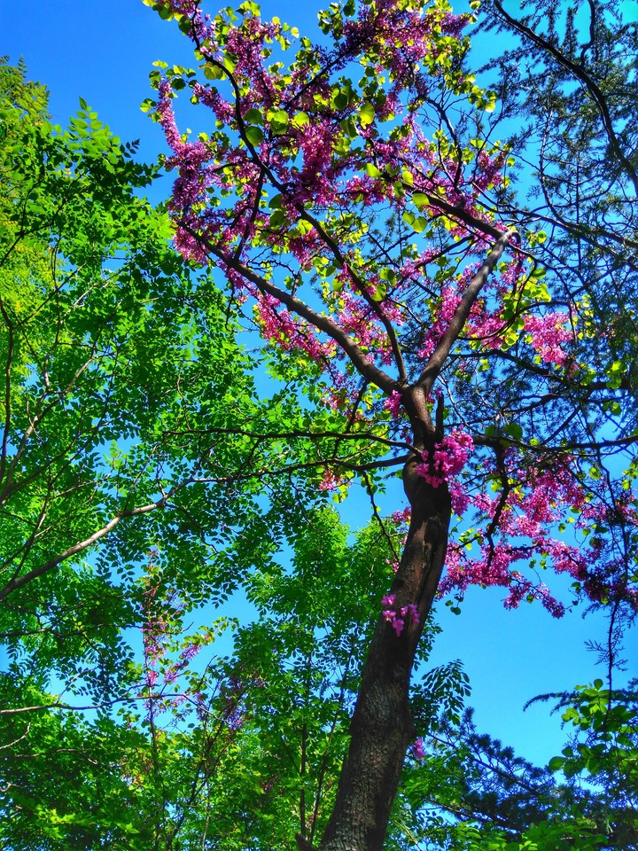 Spring in Tbilisi