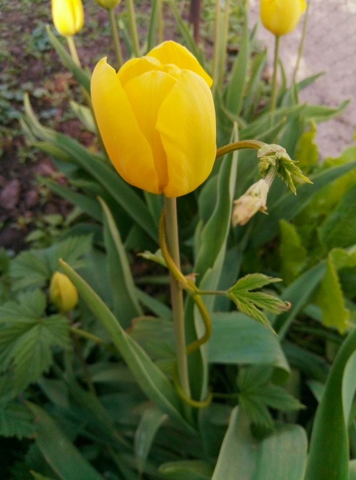 tulip