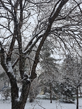 Snowy