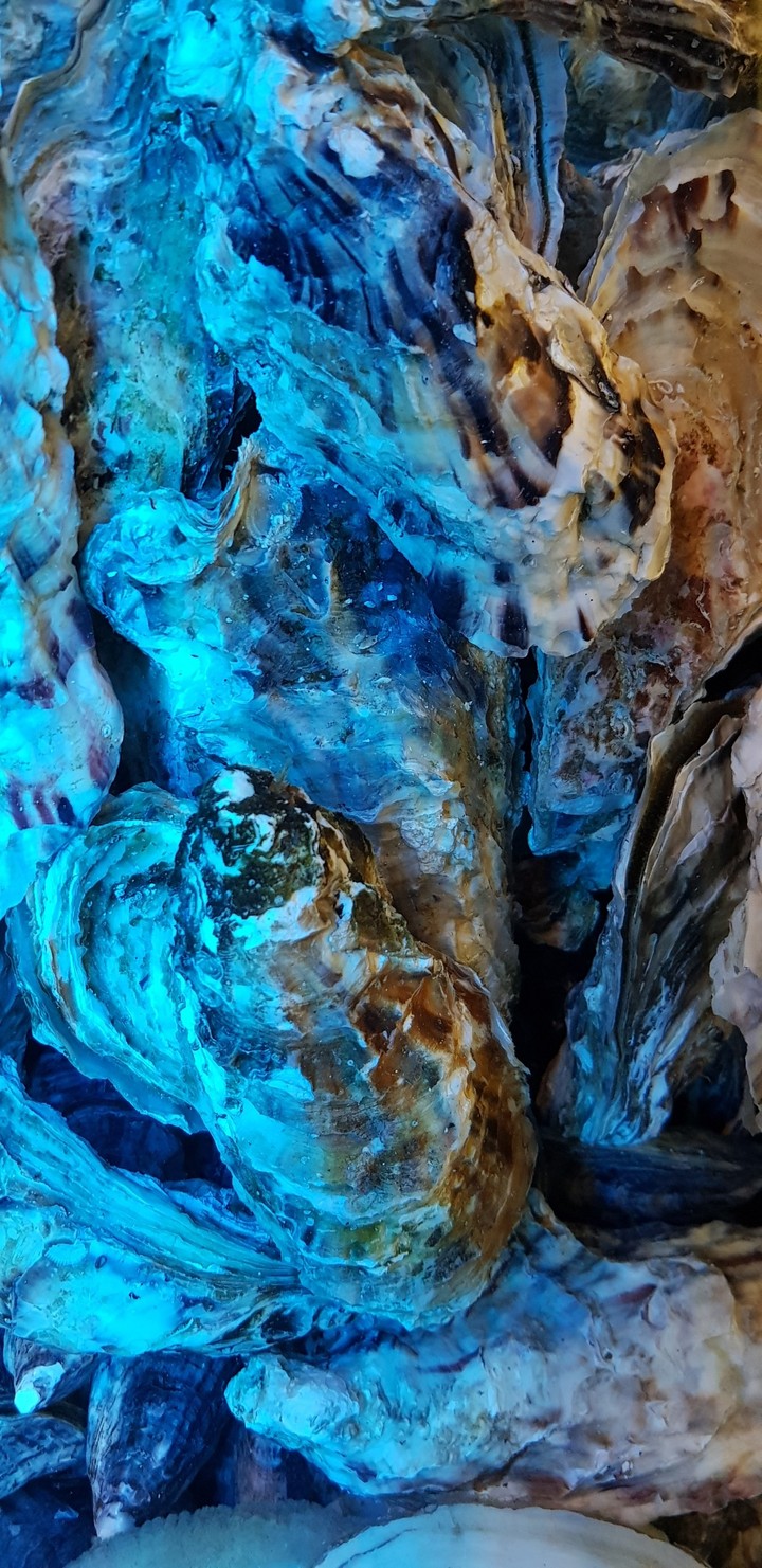 shells