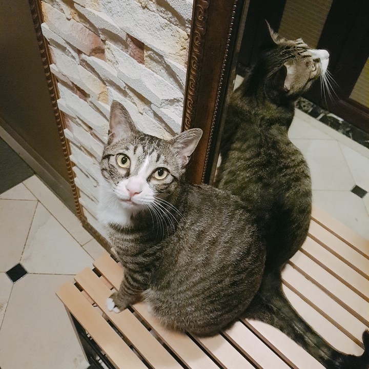 고양이