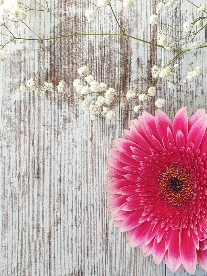 Gerbera