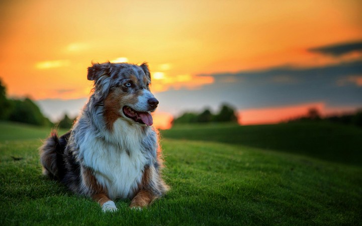 Dog