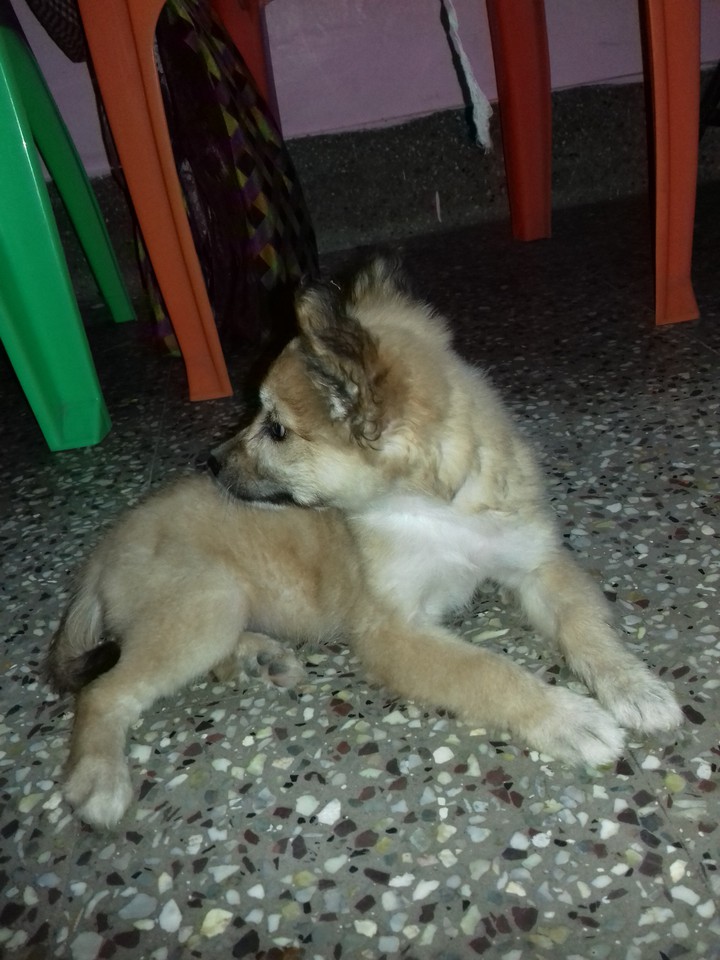 cute puppy