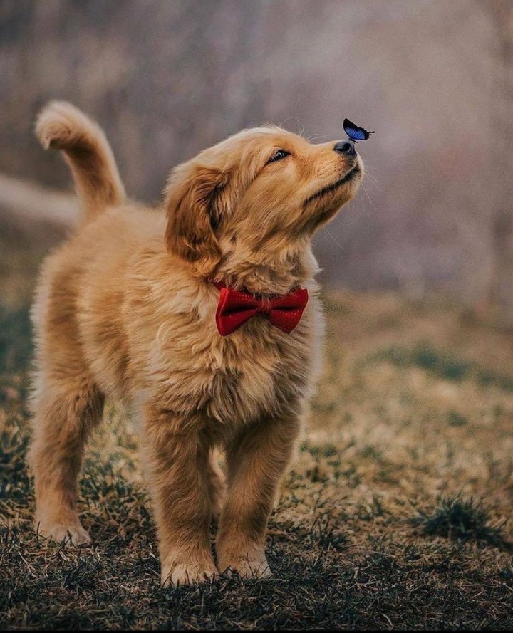 dog lover
