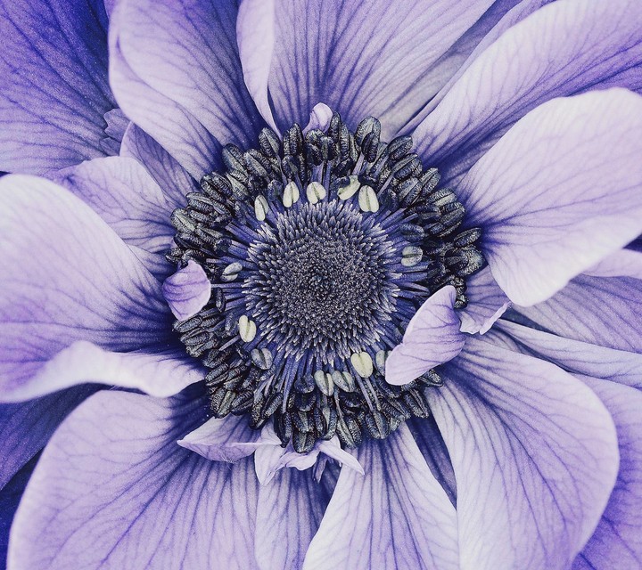 flower...