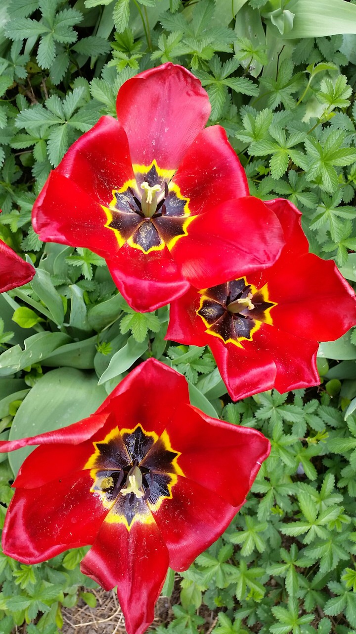 Red flower