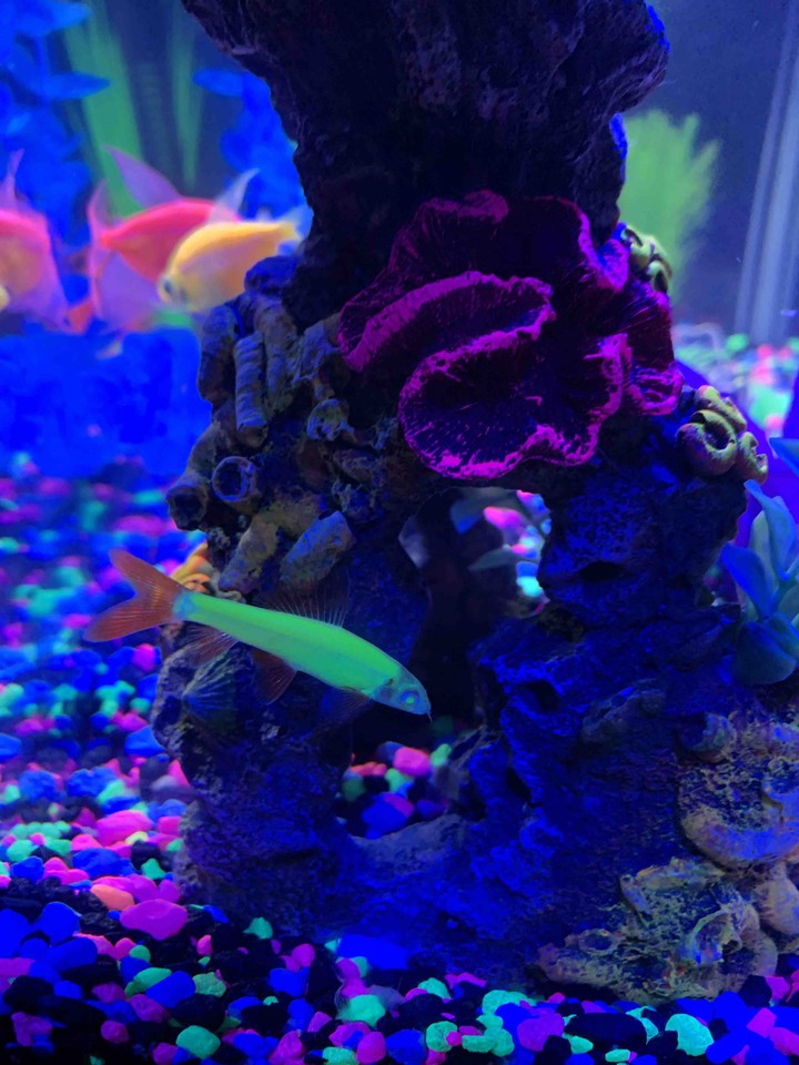glofish