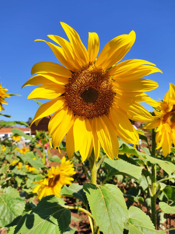 sunflower