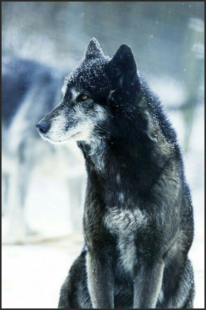 wolf
