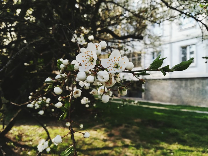 bloom