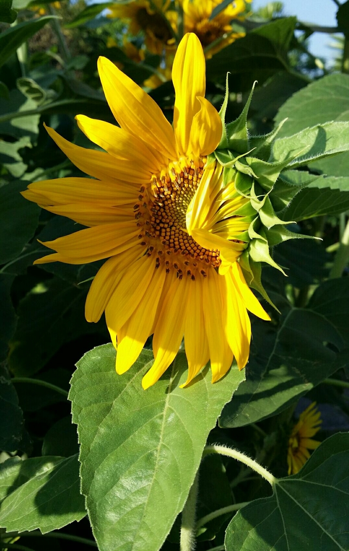 summer sunflower