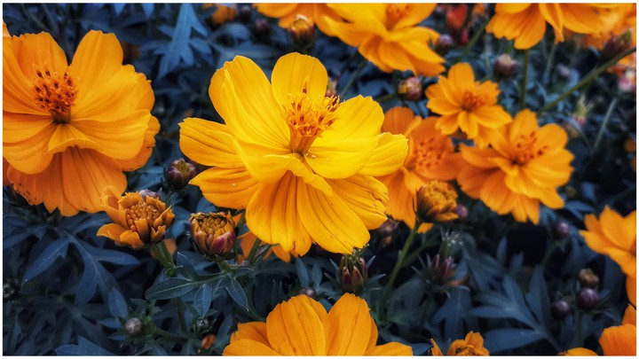 flower