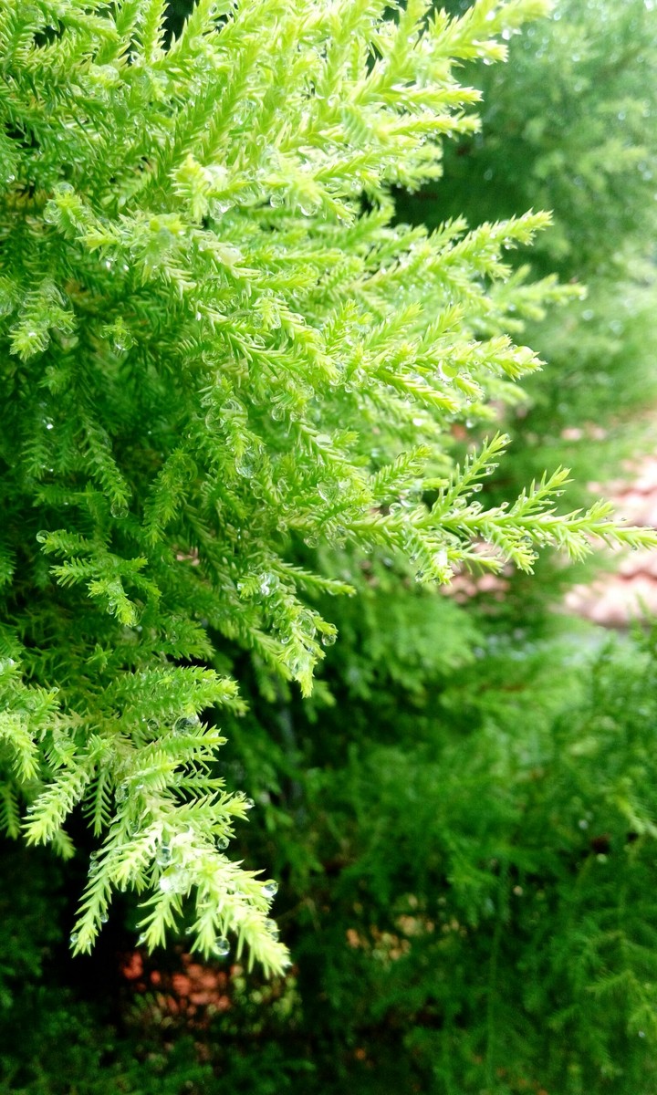lush green....