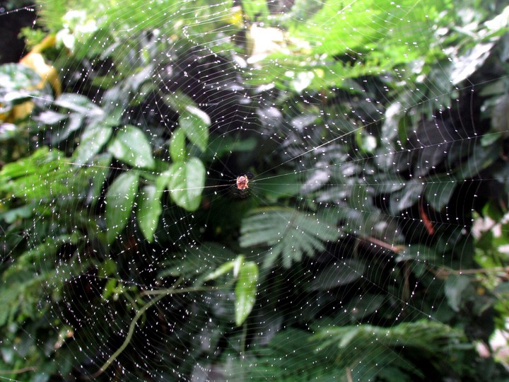cobweb