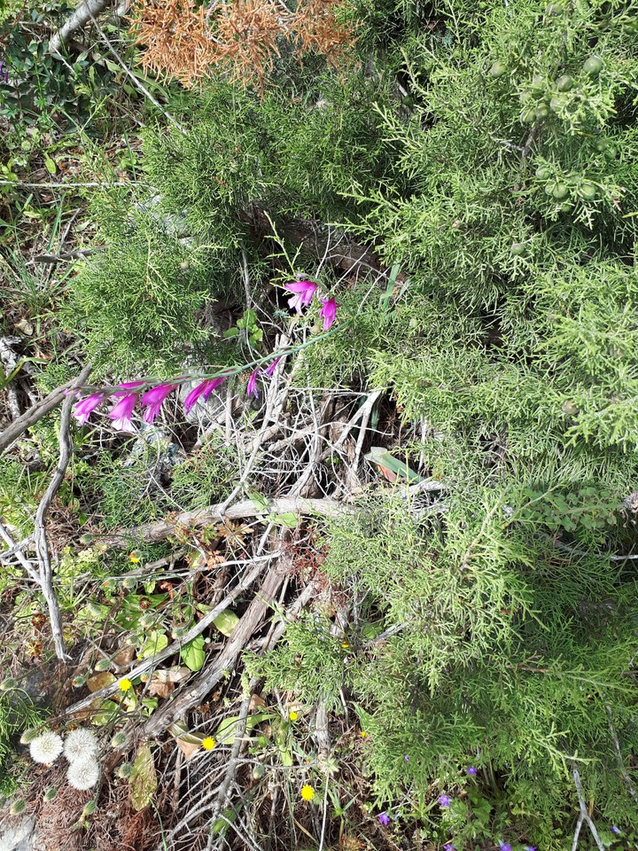 flower
