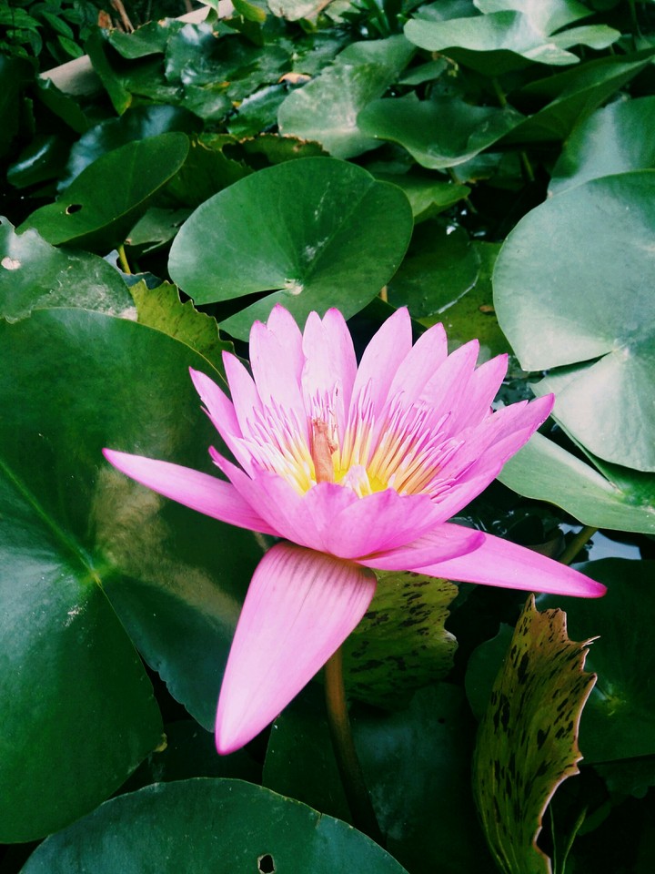 lotus