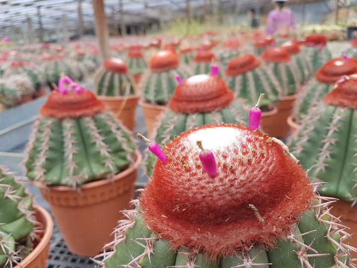 cactusp