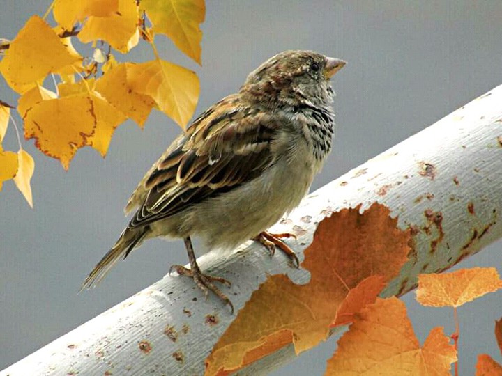 #bird