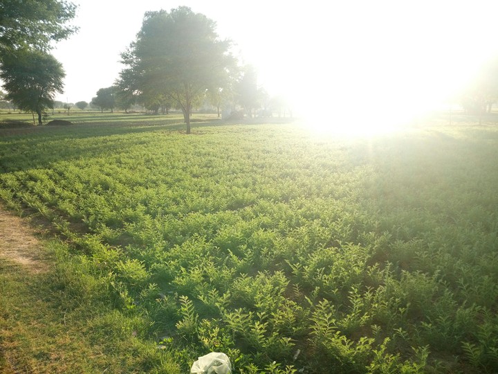 evening @4pm