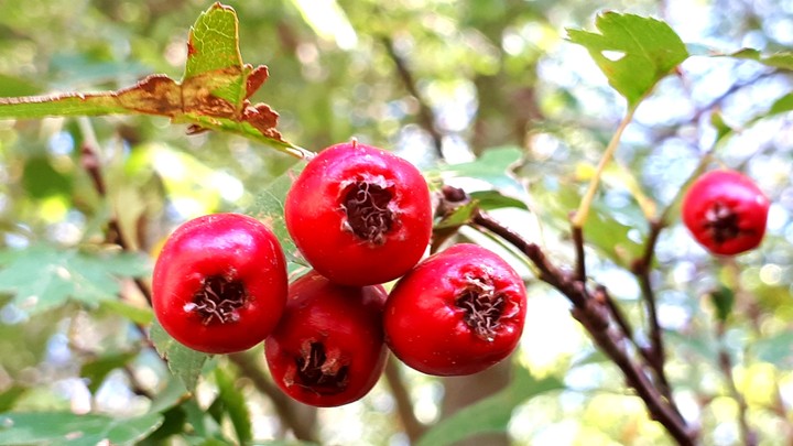 rowanberries