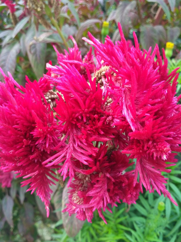 Flower Indian